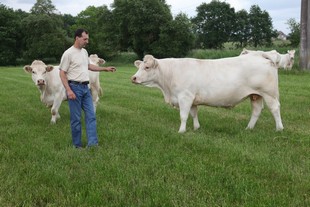 vache_310.jpg
